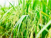 Hải Dương: Sản xuất lúa Séng cù theo hướng hữu cơ 